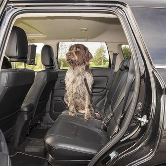 Dog leash for car seat belt
