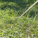 Tent peg 25cm metal with open eye