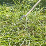 Tent peg 30cm metal with open eye