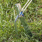Tent peg 30cm metal with hook x10 pieces